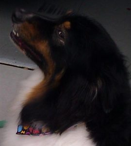 Buddy-Michelle-dog-grooming-Carmel-Valley-92130