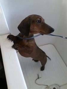 Diesel-groomer-pet-grooming-Carmel-Valley-92130