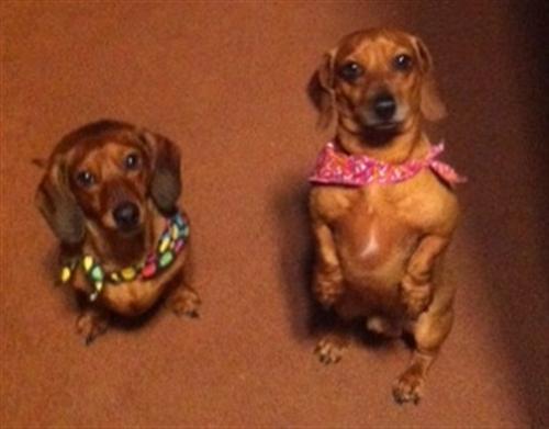 diesel-molly-carolyn-dog-grooming-Carmel-Valley-92130