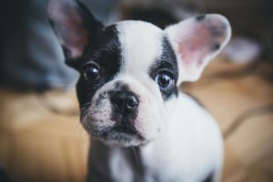 dog-ears