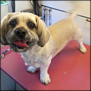 dog-grooming-Cardiff-92007
