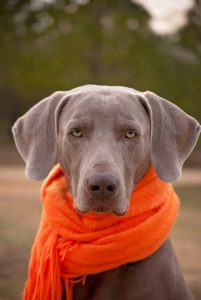 dog-in-scarf