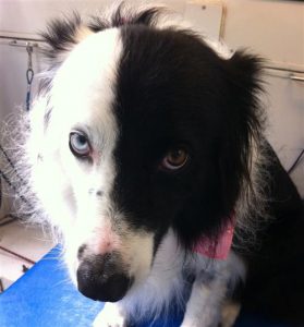 domino-claudie-dog-grooming-La-Jolla-92037