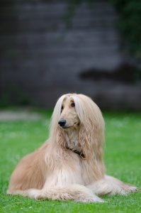 long-haired-dog