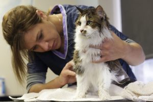 vet-with-cat